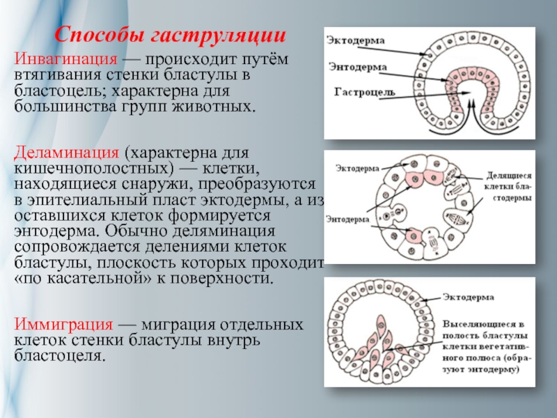 Дробление гаструляция стадии. Эпиболия гаструляция. Гаструляция деляминация. Гаструляция впячивание. Инвагинация эмбриогенез.