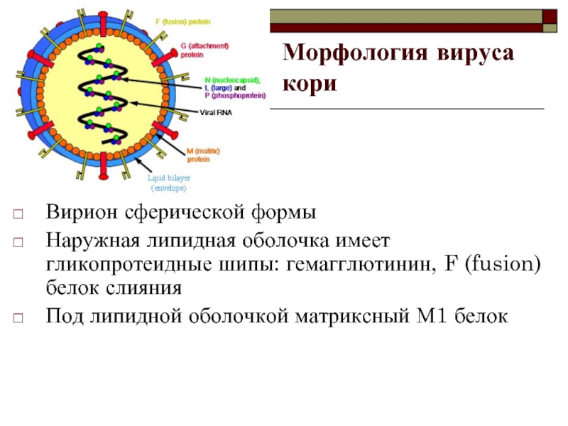 Белки вируса гриппа. Вирус кори морфология. Корь строение вируса. Структура вируса кори. Вирусные белки структура и функции.