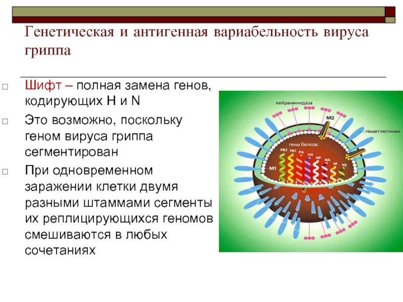 Вирус гриппа анализ