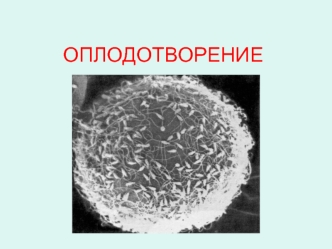 ОПЛОДОТВОРЕНИЕ