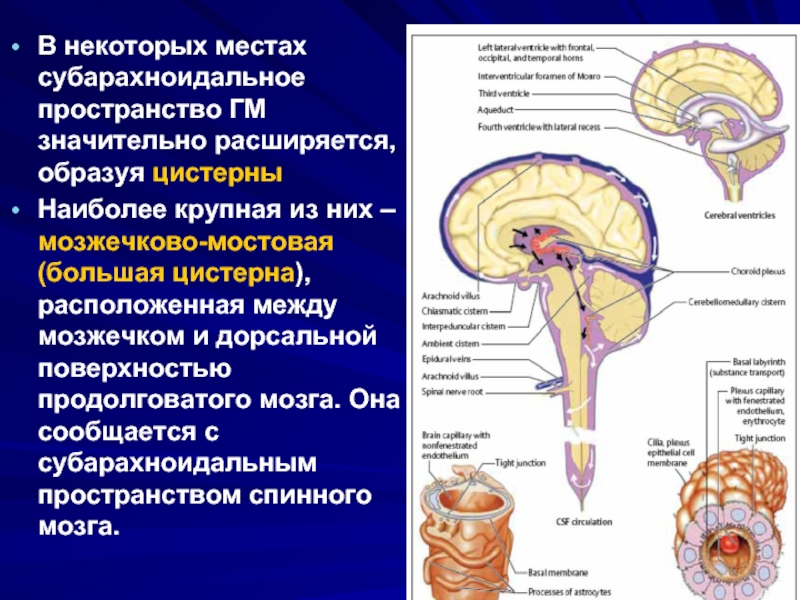 Неравномерное расширение конвекситального. Расширение конвекситальных субарахноидальных пространств симптомы. Цистерны мозжечка анатомия. Расширение субарахноидального пространства зрительного нерва. Субарахноидальное пространство головного мозга.