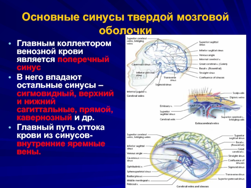 Отток крови от головного мозга. Венозные синусы твердой мозговой оболочки. Сагиттальный синус головного мозга. Венозные синусы головного мозга анатомия. Внутричерепные венозные синусы.