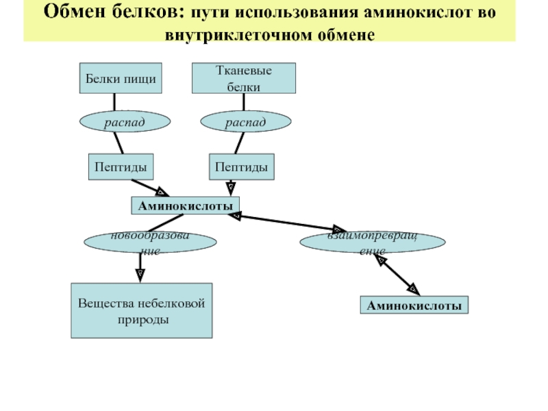 Путь белков