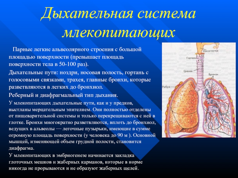 Реферат: Дыхательная система человека 4