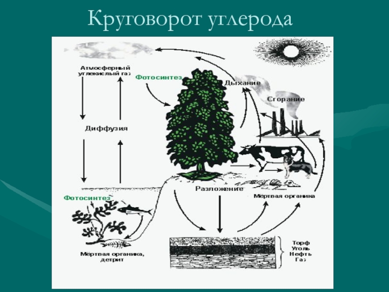 Схема круговорота углерода в биосфере схема