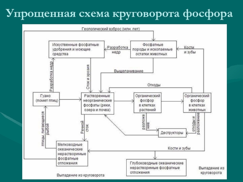 Биогеохимический цикл фосфора схема и описание