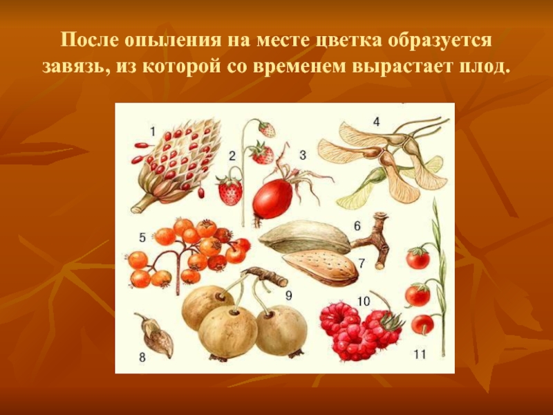 Орган который впоследствии образуется плоды с семенами. Плоды и семена. Плоды и семена растений. Плод с семенами растения. Плоды образуются у растений.