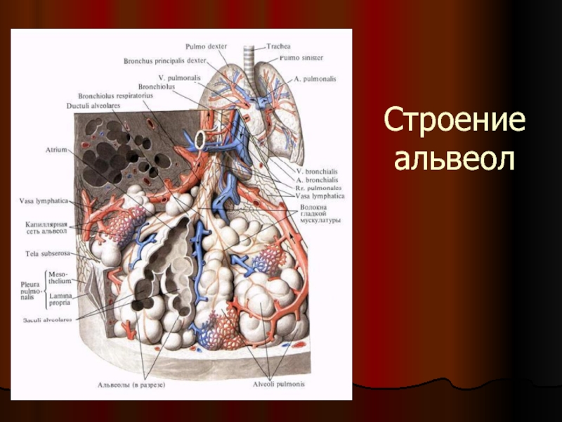 Строение стенки легочного пузырька альвеолы