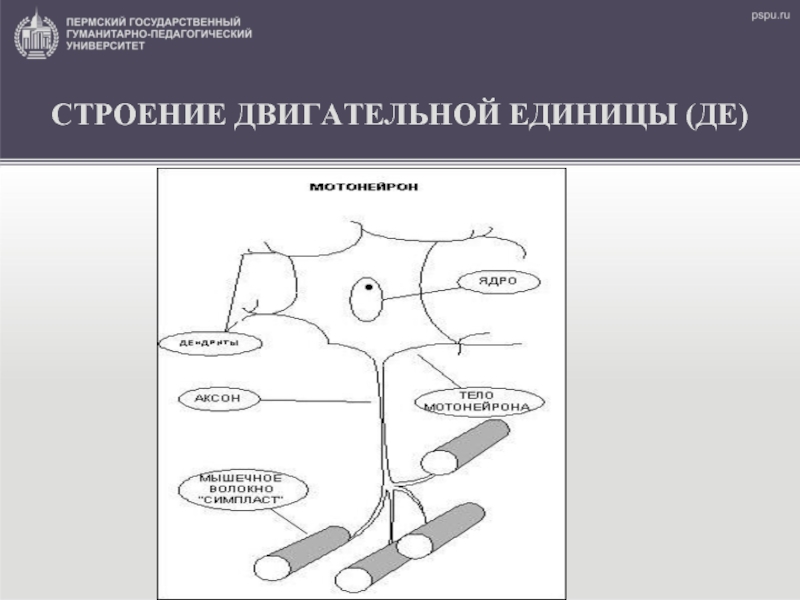 Схема двигательная единица