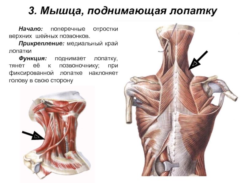 Реферат: Мышцы: начало, место прикрепления, функция