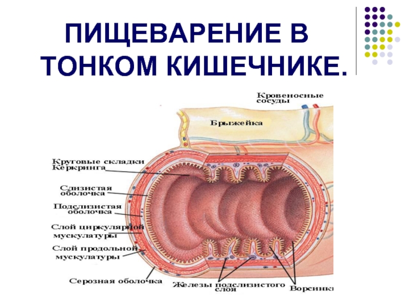 Презентация по тонкой кишке