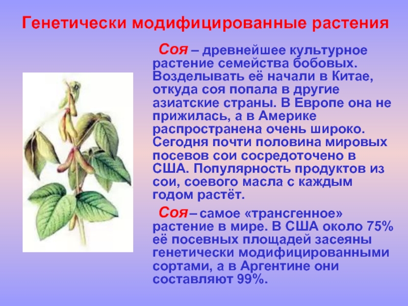 Генно модифицированные растения за и против презентация