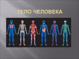 Тело человека