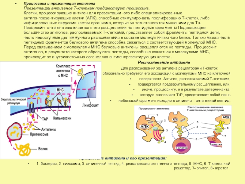 Реферат: Антитела и клеточные рецепторы для них