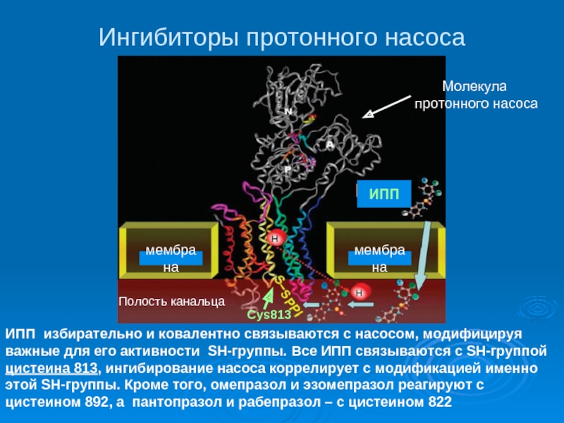 Механизм ингибиторов. Ингибиторы протонного насоса. Протонный насос. Группа блокаторов протонного насоса. Протонный насос функции.