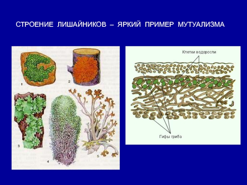 Нарисовать строение лишайника