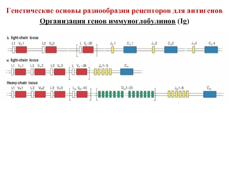 Генетическое разнообразие. Генетическое разнообразие примеры. Отсутствие генетического разнообразия. Гены иммуноглобулинов. Отсутствие генетического разнообразия животных.