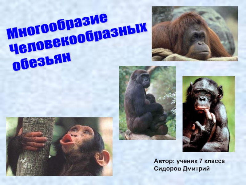 Перечислите человекообразных обезьян. Человекообразные обезьяны. Человекообразные обезьяны имеют хвост. Человекообразная обезьяна 9 букв. Человек и человекообразные обезьяны.