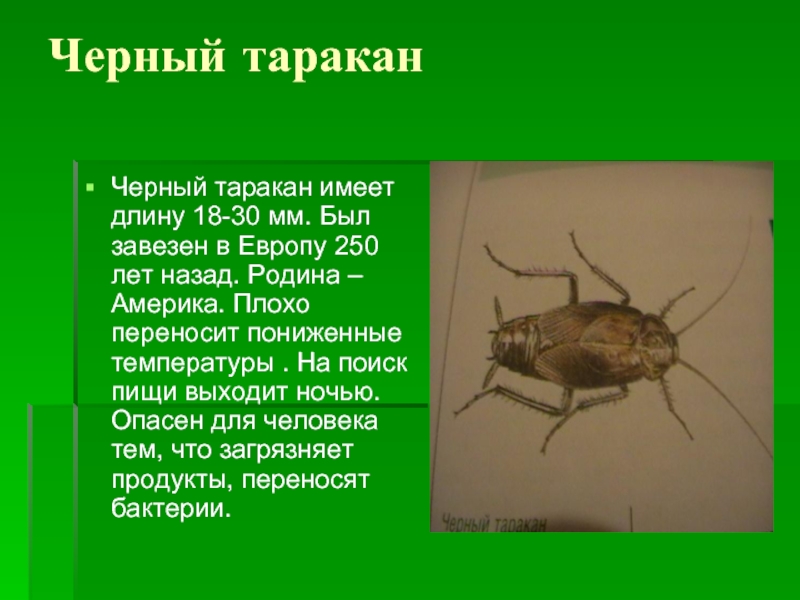 Таракан по английски. Доклад о тараканах. Интересные факты про тараканов. Черный таракан. Характеристика отряда Таракановые.