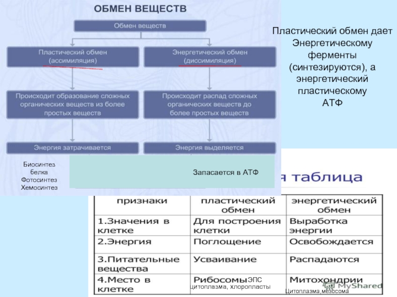 Тест пластический и энергетический обмен 10 класс