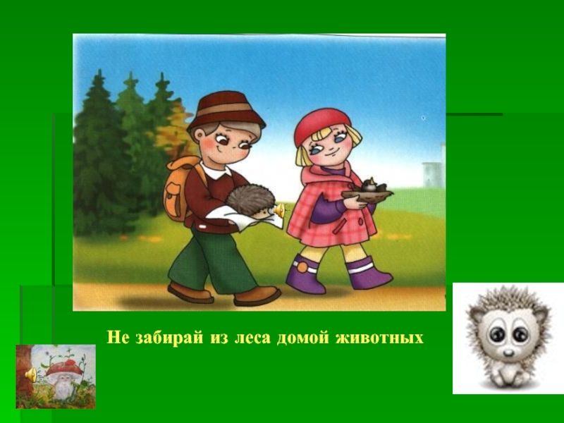 Принесла из леса. Не забирайте животных из леса. Не забирайте лесных животных домой. Не забирать животных домой из леса. Не забирай животных из леса домой.