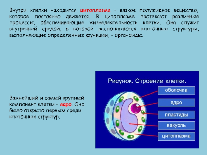 Строение химический состав и жизнедеятельность клетки 8 класс презентация