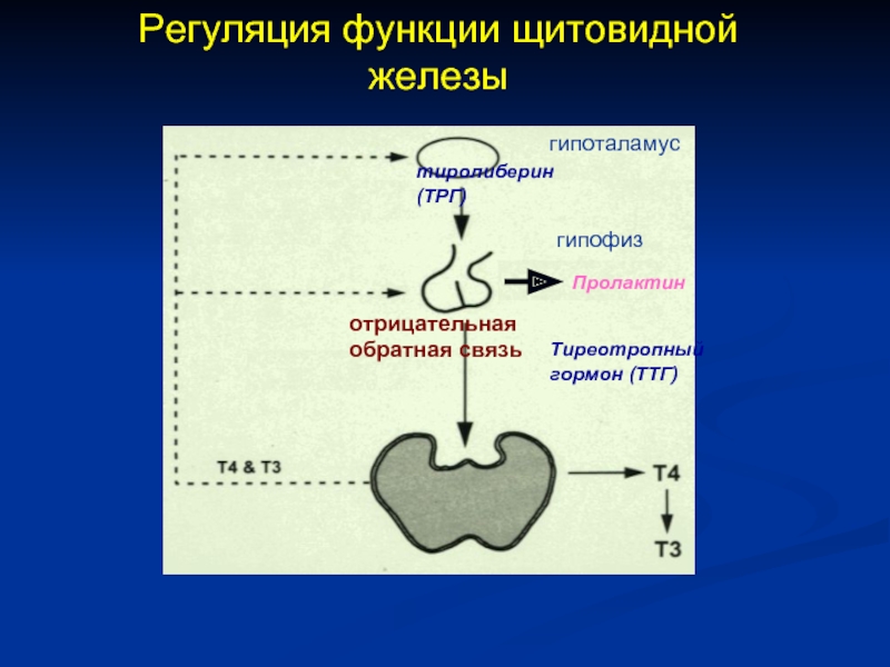 Повышенный ттг повышает пролактин. Гипоталамус гипофиз щитовидная железа схема. Регуляция функции щитовидной железы схема. Контур регуляции гормонов щитовидной железы. Регуляция выработки гормонов ТТГ.