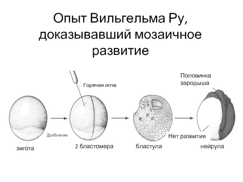 Образование зиготы рисунок