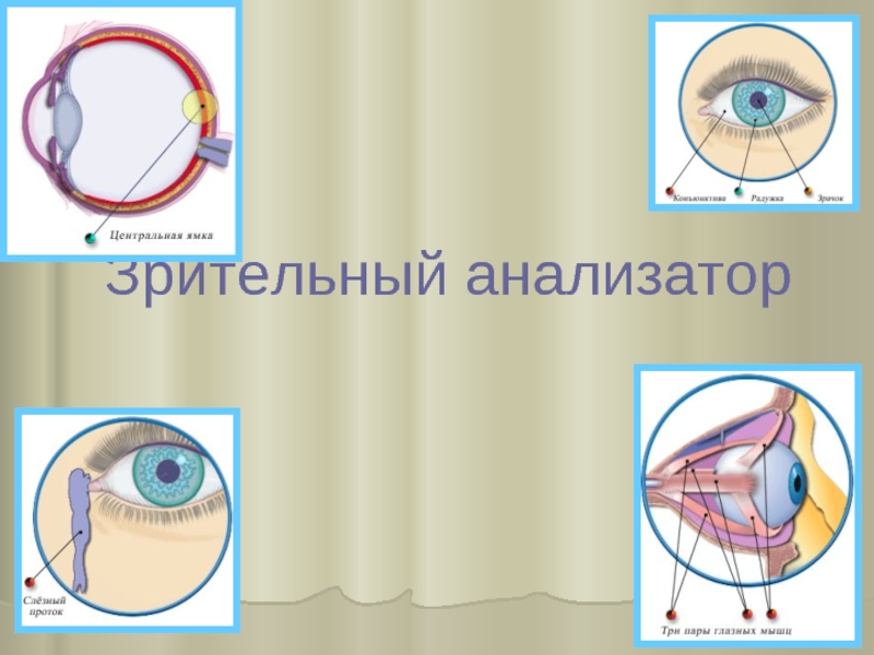 Механизм работы зрительного анализатора гигиена зрения. Глазной анализатор. Зрительный анализатор физиология. Зрительный анализатор рисунок. Зрительный анализатор гигиена строение и функции.