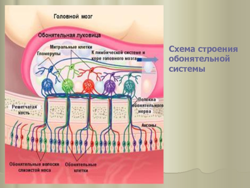 Схема строения обонятельной сенсорной системы