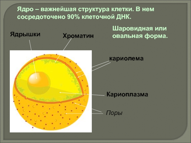 Кариоплазма