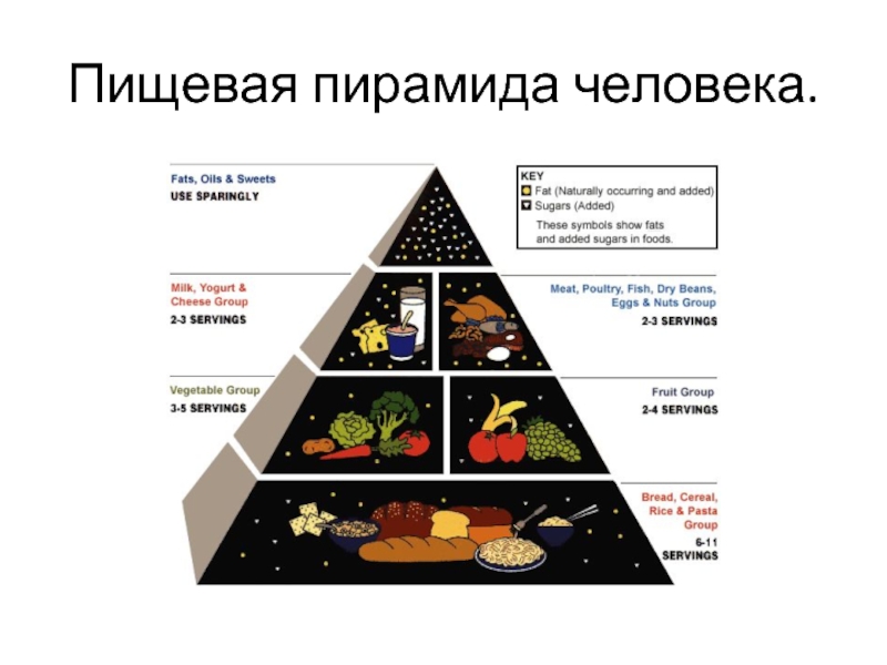 Укажите уровни пищевой пирамиды начиная с продуктов. Пищевая пирамида человека. Пирамида питания здорового человека. Пирамида питания для детей. Уровни пищевой пирамиды.