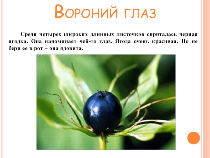 Подробнее о лесных опасностях 2 класс окружающий. Лесные опасности. Лесные опасности кратко. Проект по окружающему миру Лесные опасности. Интересные факты о лесных опасностях.