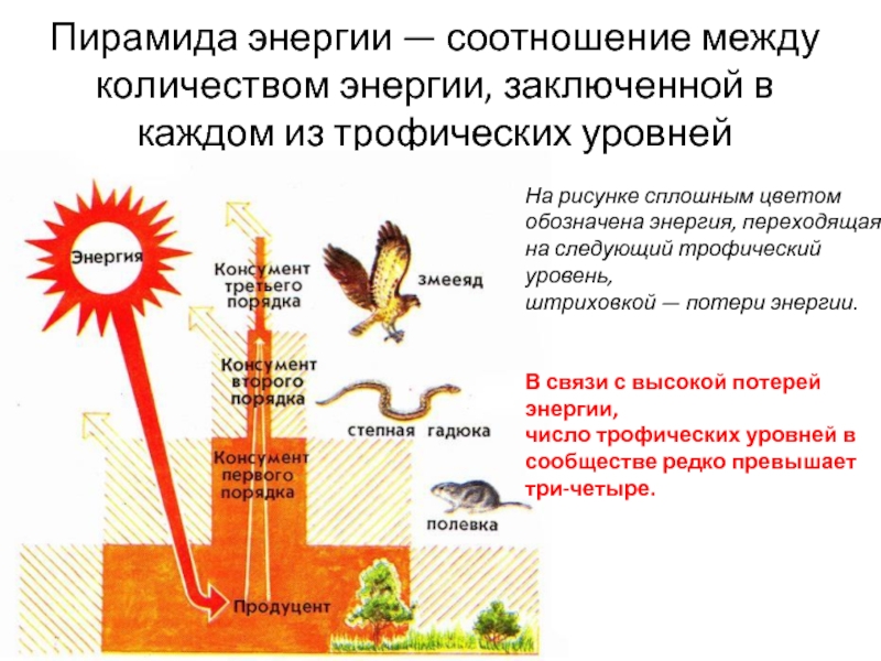 Энергия на трофических уровнях. Трофические уровни пищевой цепи. Трофический уровень экологической пирамиды. Трофические уровни экосистемы. Трофические уровни энергия.