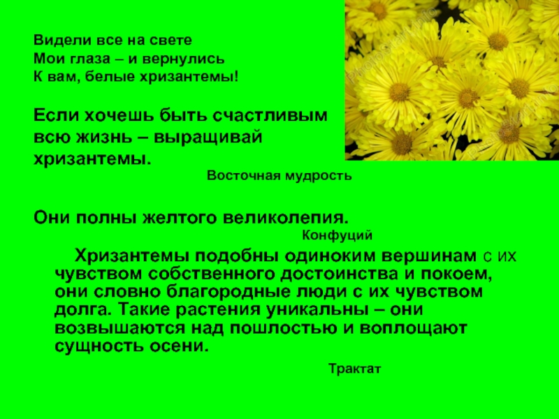 Хризантемы песня текст. Хризантема сообщение. Стихи про хризантемы. Стихи про желтые хризантемы. Стихи про хризантемы короткие и красивые.