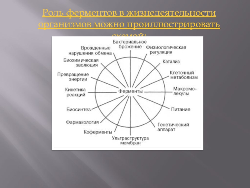 Количество ферментов в организме человека. Роль ферментов. Ферменты и их биологическая роль. Роль ферментов в жизни человека. Значение ферментов в процессах жизнедеятельности.