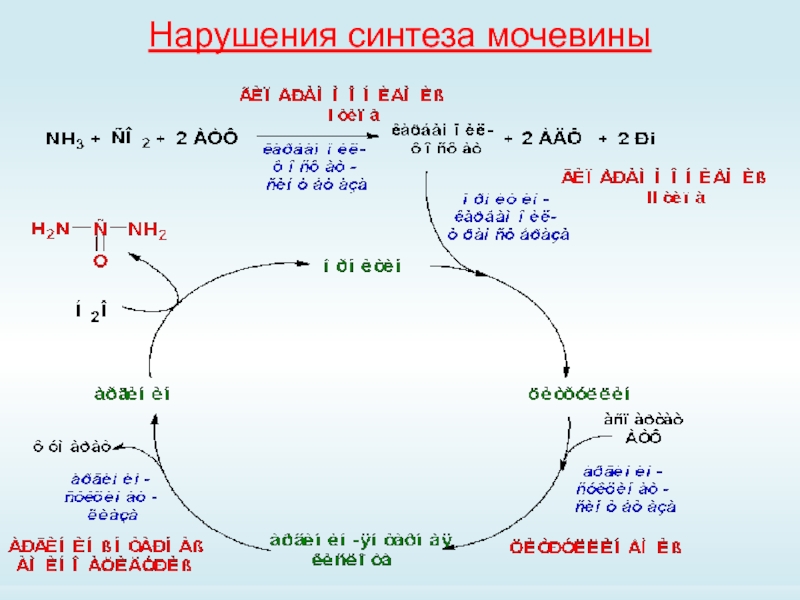 Нарушение орнитинового цикла. Орнитиновый цикл биохимия. Нарушение синтеза мочевины. Синтез мочевины. Нарушения синтеза мочевины биохимия.