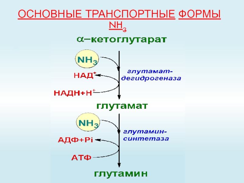 Основная 60