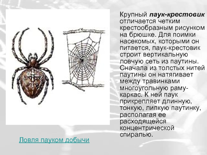 Паук с рисунком черепа на брюшке