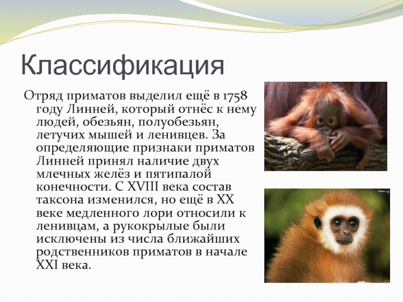 КлассификацияОтряд приматов выделил ещё в 1758 году Линней, который отнёс к нему