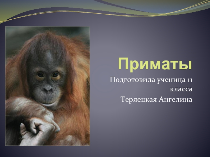 Приматы  Подготовила ученица 11 классаТерлецкая Ангелина