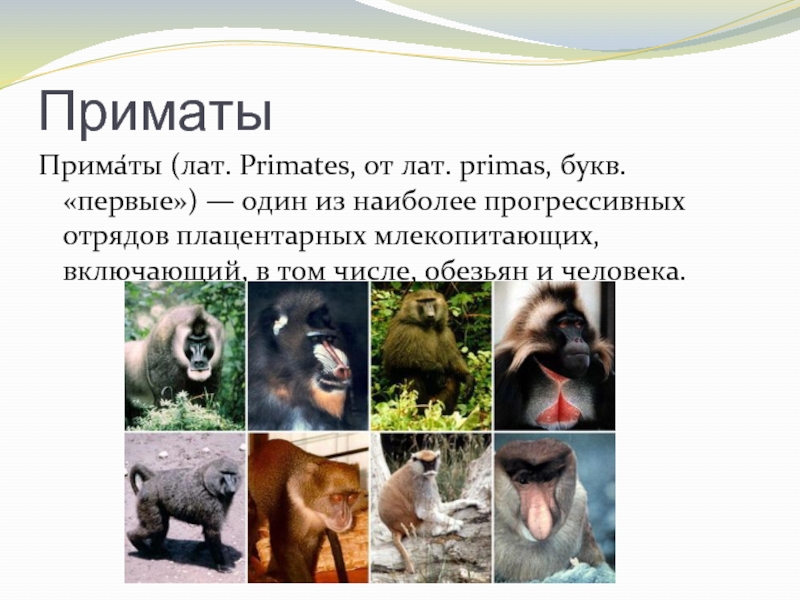 ПриматыПрима́ты (лат. Primates, от лат. primas, букв. «первые») — один из наиболее