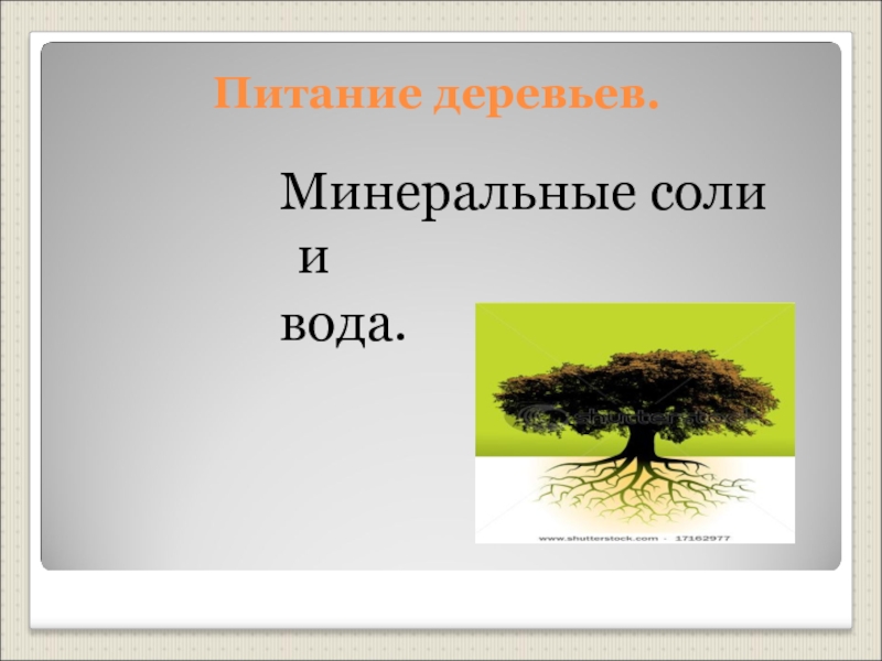 Питая дерево. Питание деревьев. Способ питания дерева. Чем питаются деревья. Процесс питания дерева.