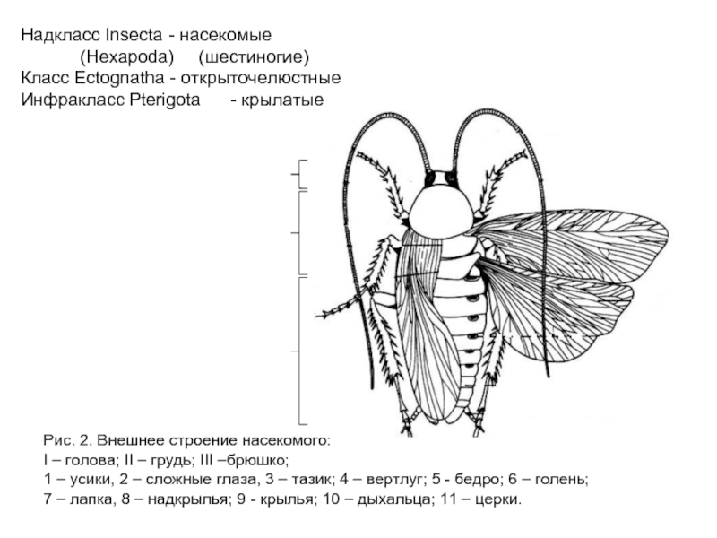 Строение насекомых 8 класс