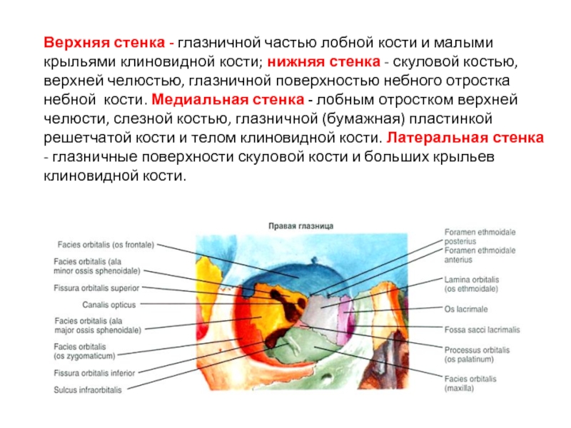 Верхняя глазничная щель. Нижняя глазничная щель верхней челюсти. Глазничная поверхность клиновидной кости. Глазничная поверхность верхней челюсти. Нижняя глазничная стенка.