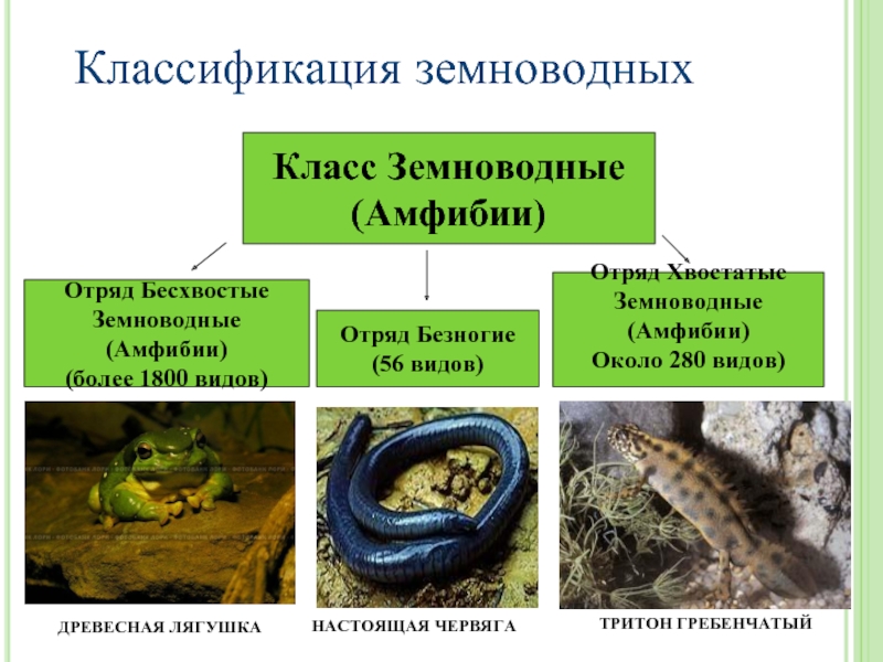 Отряды земноводных. Отряд хвостатые отряд бесхвостые отряд безногие. Классификация хвостатых земноводных. Отряд бесхвостые Тритон. Отряд безногие отряд хвостатые отряд бесхвостые таблица.