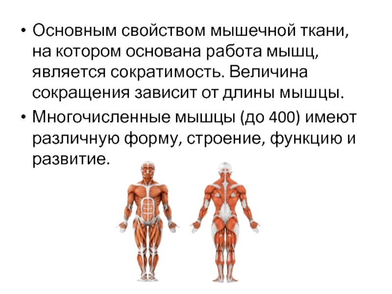 Свойства мышц. Основное свойство мышечной ткани.