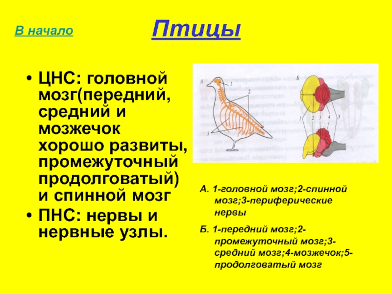 Класс птицы нервная. Нервная система птиц мозжечок. Строение нервной системы голубя. Нервная система птицы головной мозг. Нервная система птиц строение головного мозга.