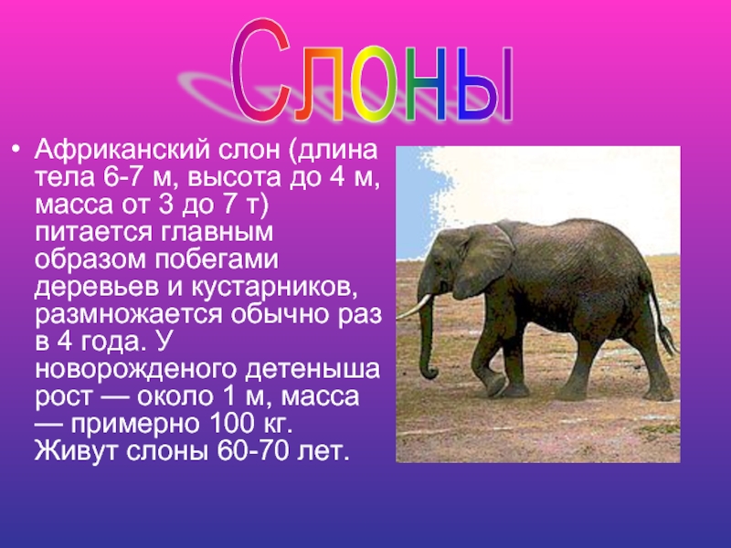 Масса слона 5 тонн это на 4. Африканский слон. Длина тела африканского слона.