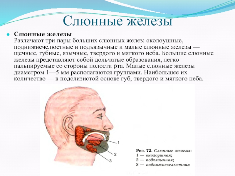 Слюнные железы небные фото